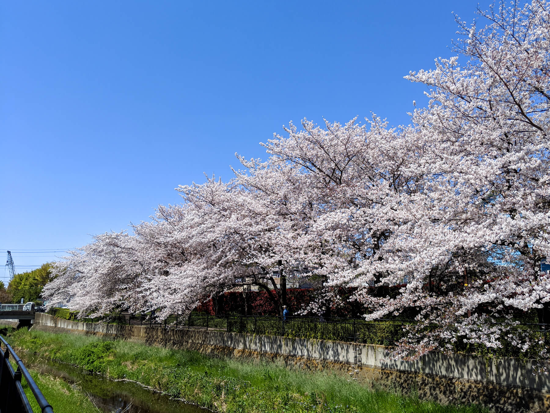 黒目川沿いの桜並木