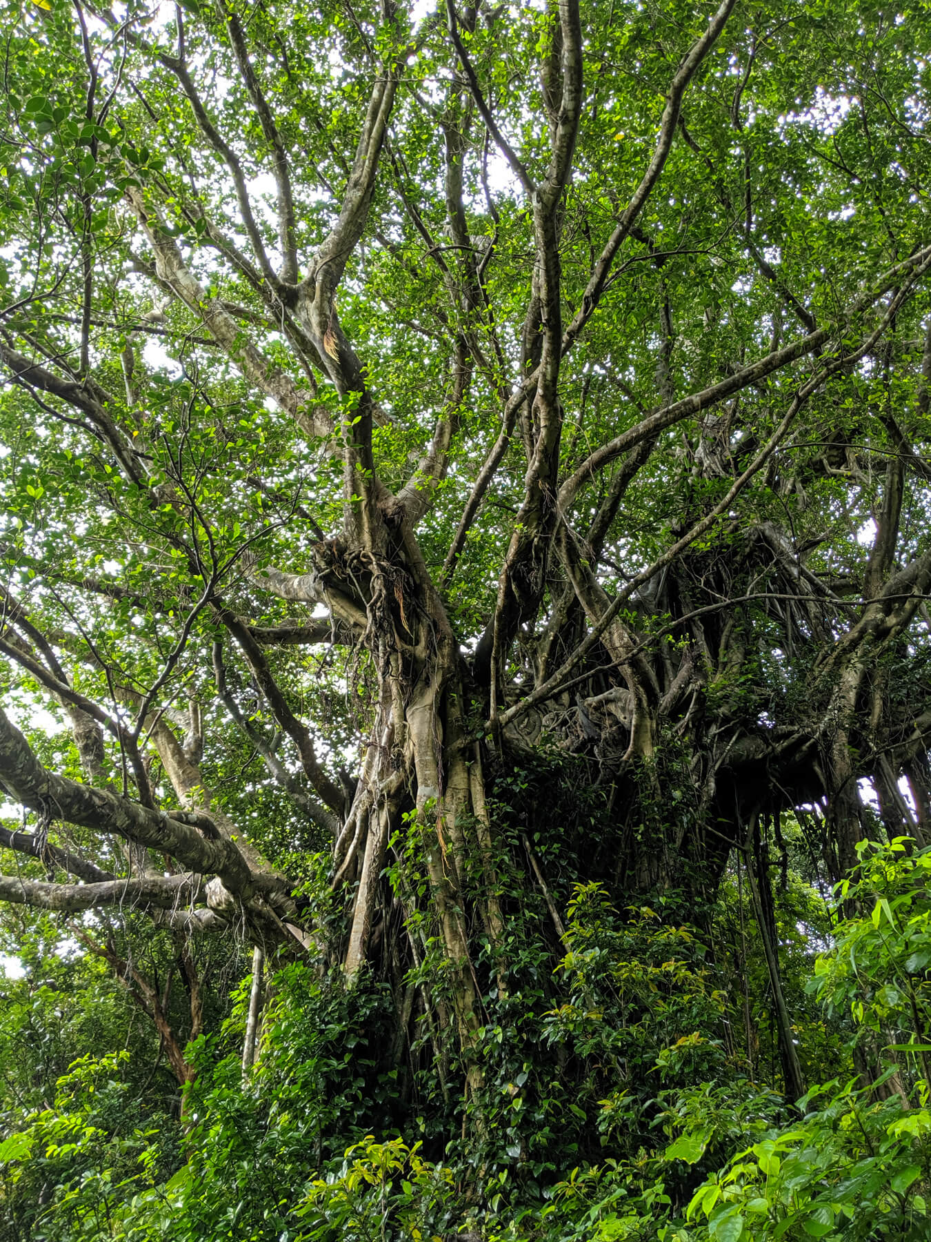 加計呂麻島 ガジュマルの木