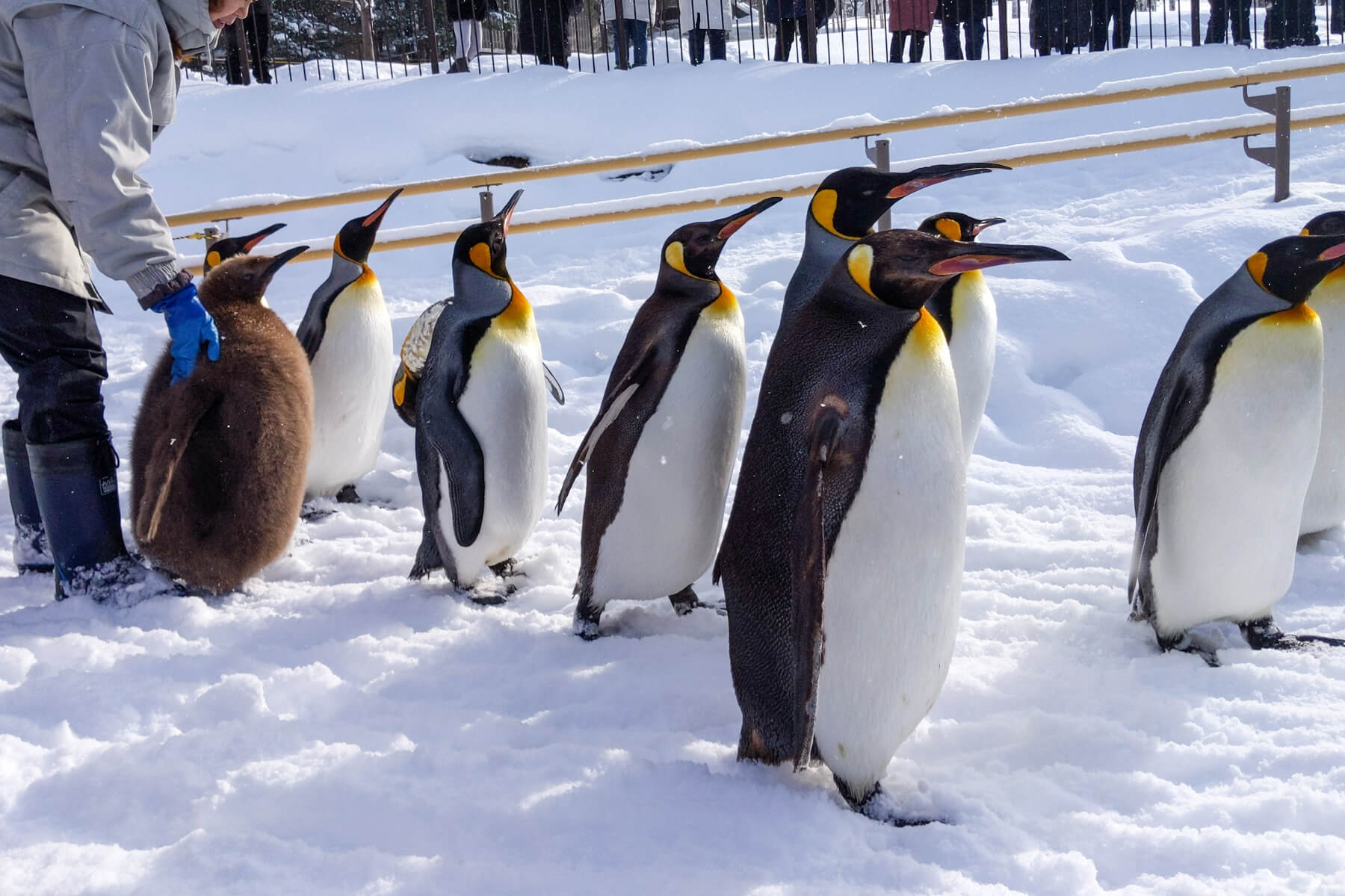 旭山動物園ペンギンの散歩