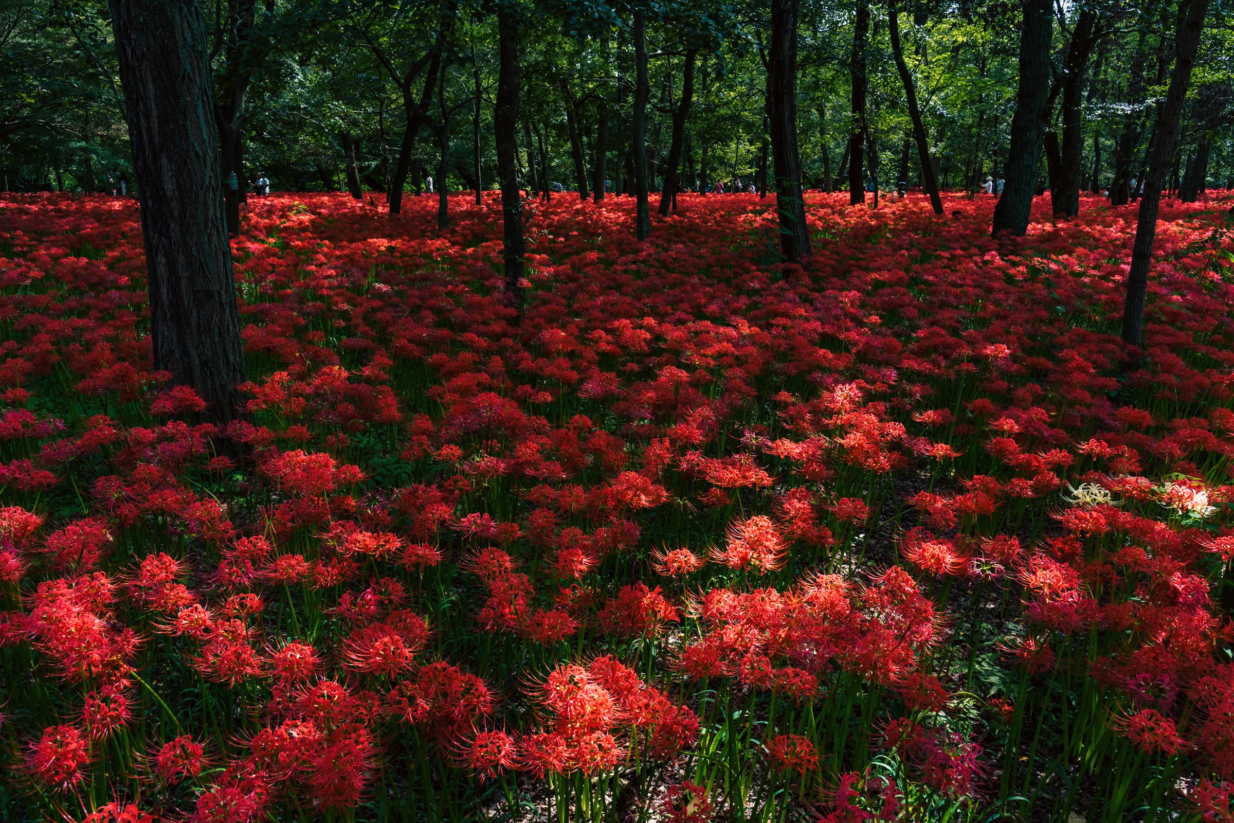 曼珠沙華の赤い絨毯