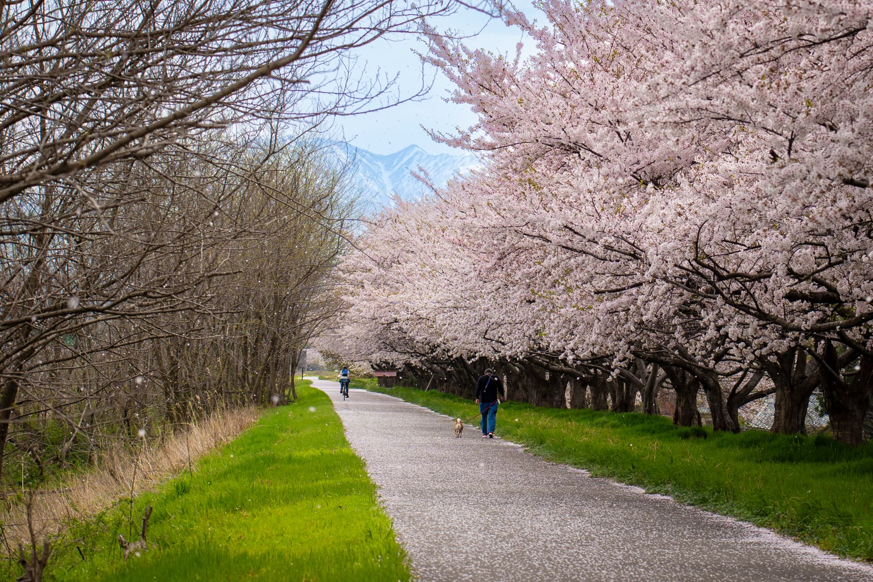 加治川治水記念公園の桜