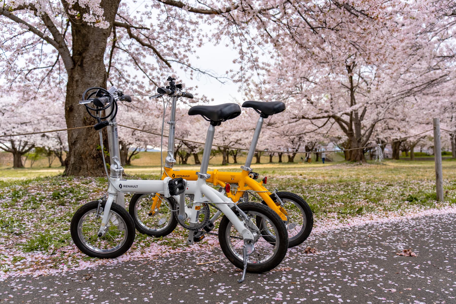 加治川治水記念公園でのサイクリング