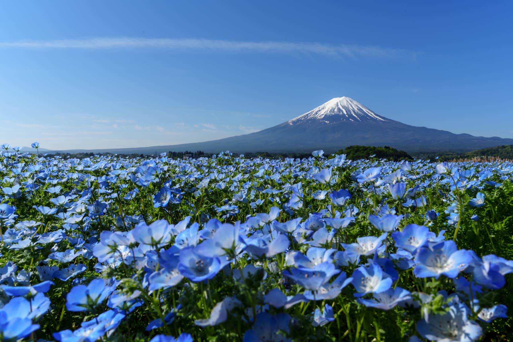 ネモフィラと富士山