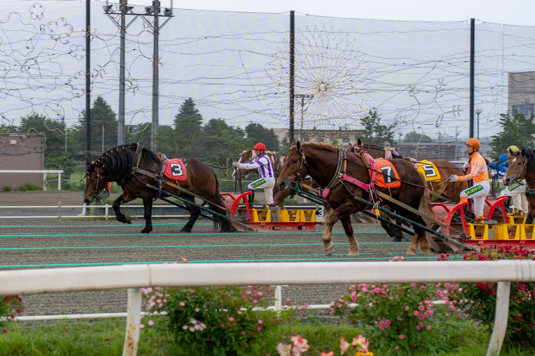 ばんえい競馬で30万馬券を逃した